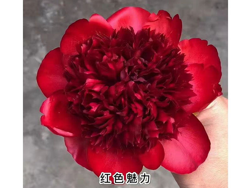 紅色魅力 極早期 花徑極大 香味濃 